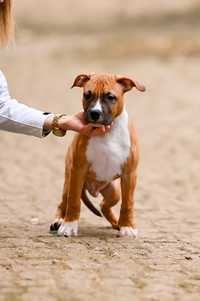 Amstaff, American Staffordshire Terrier FCI