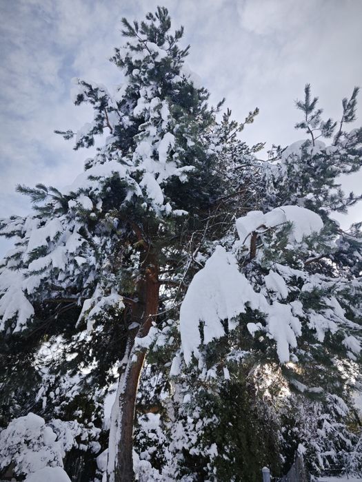 Wycinka drzew ,rębakowanie,usługi ogrodnicze