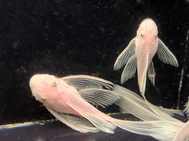 Ancistrus L-144 Snow White glonojad weloniasty Long Fin 6 - 7 cm