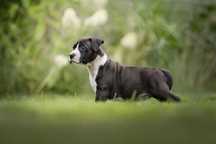 American Staffordshire terrier Amstaff ZKwP FCI