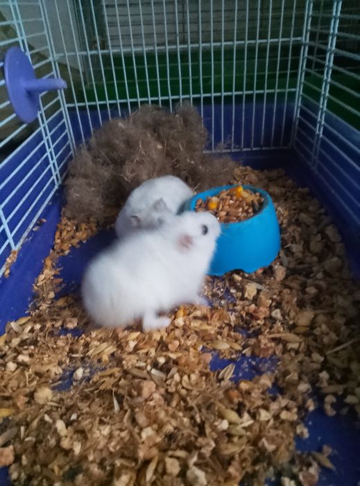 Хомячки Кременчуг