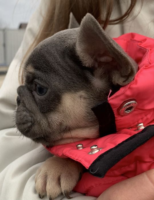 Новотипна дівчинка