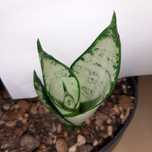 S. Silver , Silver hahnii