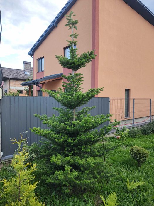 ялинка піхта корейська, висота 5м, діаметр 2,5м, вік 8 років