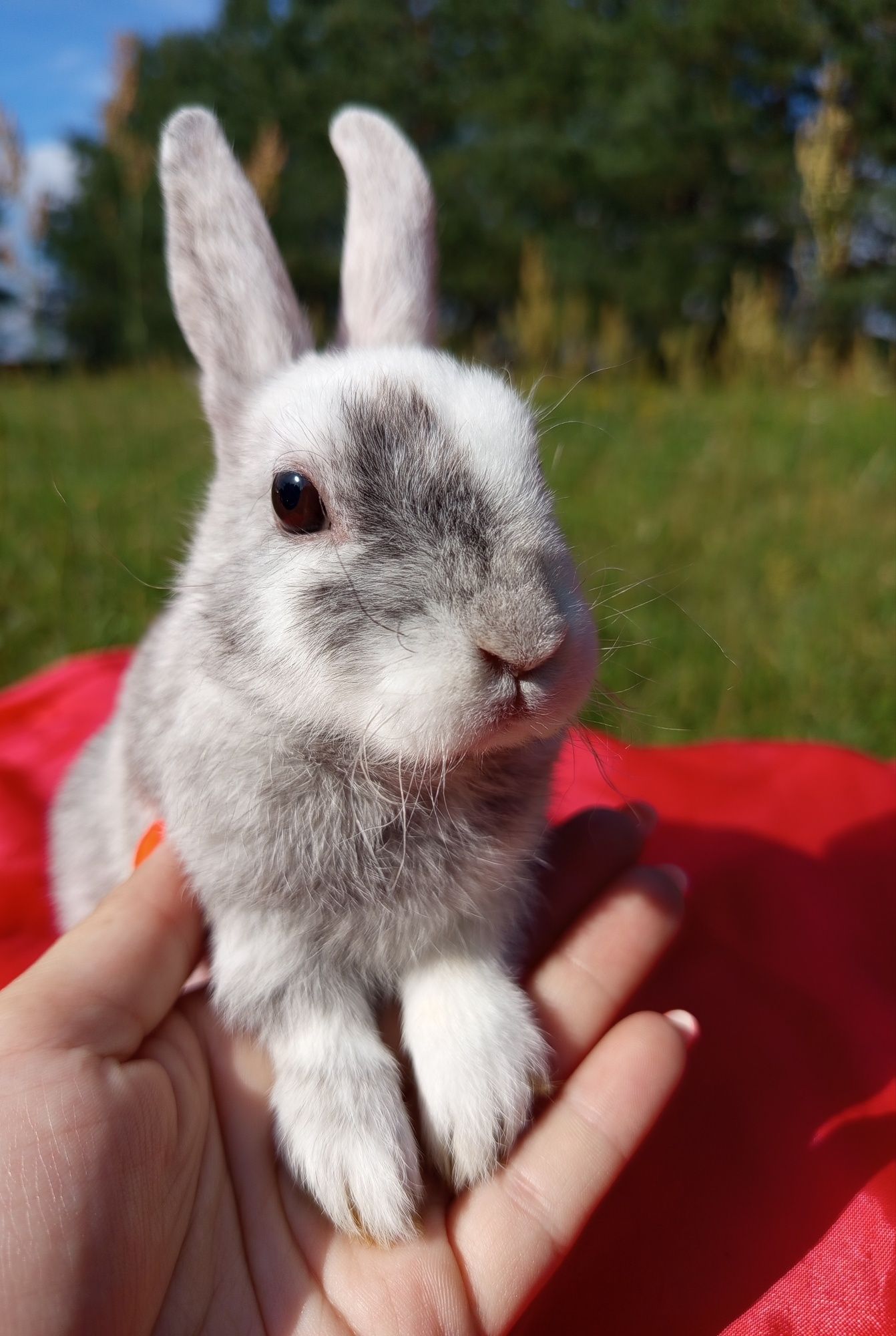 Króliczek królik króliczki baranki rex niderlandzkie
