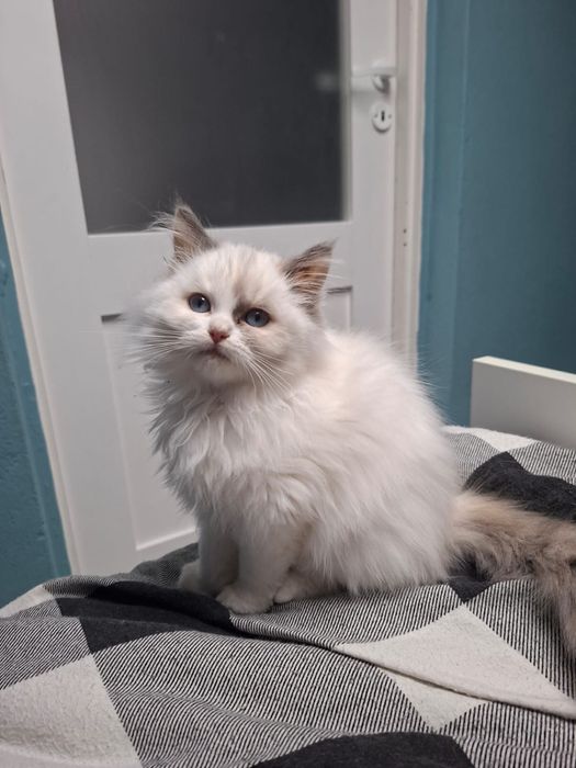 Ragdoll kociczka kotka