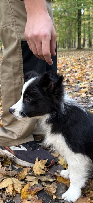 Suczka szczeniak Owczarek Border Collie rasowa