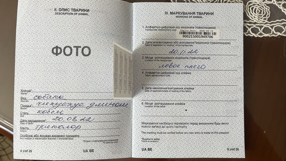 Чихуахуа, длинношерстный. 2 года. Вязка.