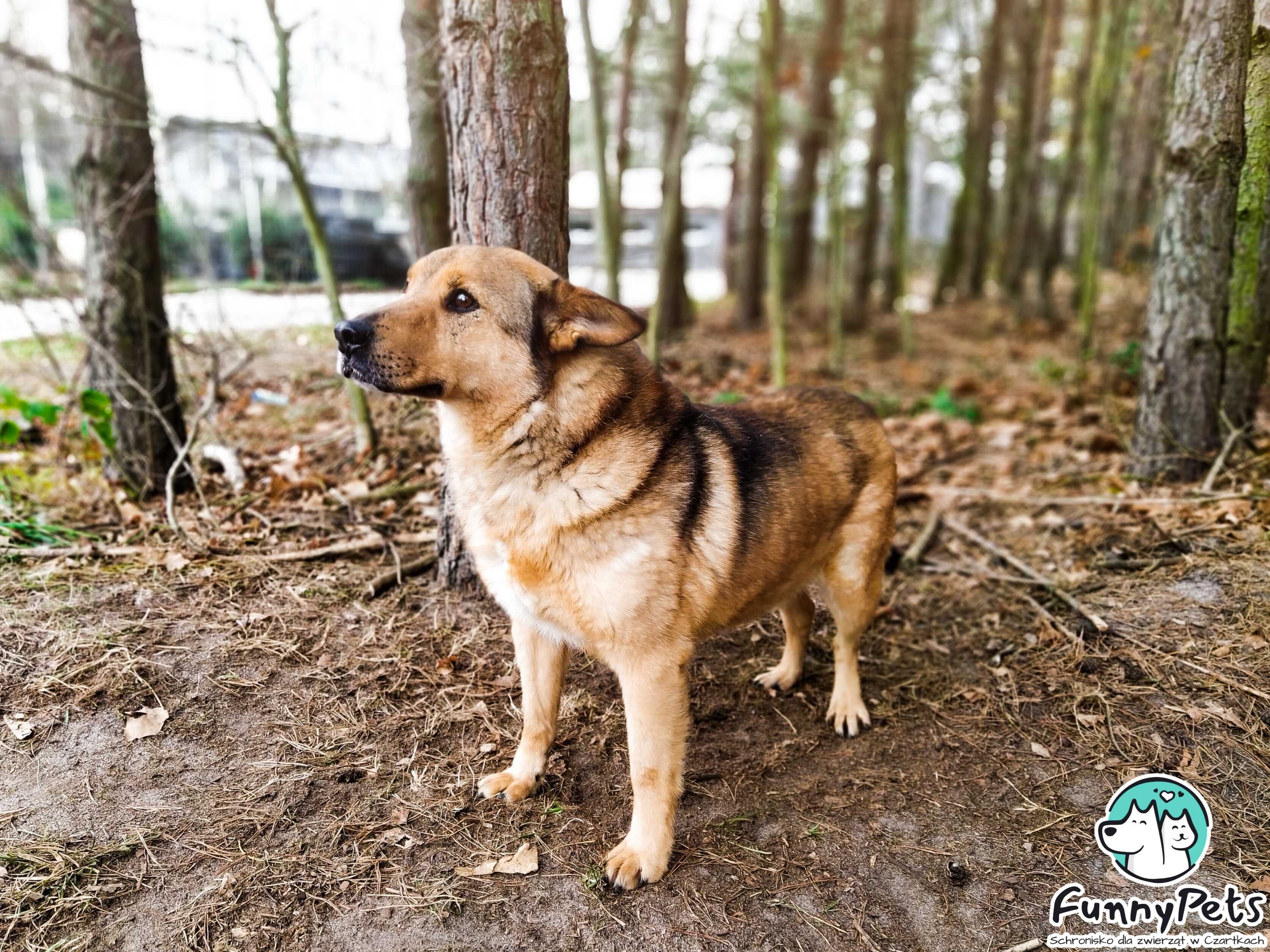 Dziadek Kasztan szuka kochającego domu!