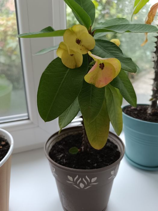 Еуфорбія Міля або Молочай кімнатний