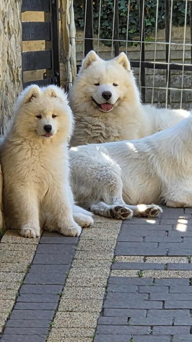 Samoyed Szczeniak Piesek FCI