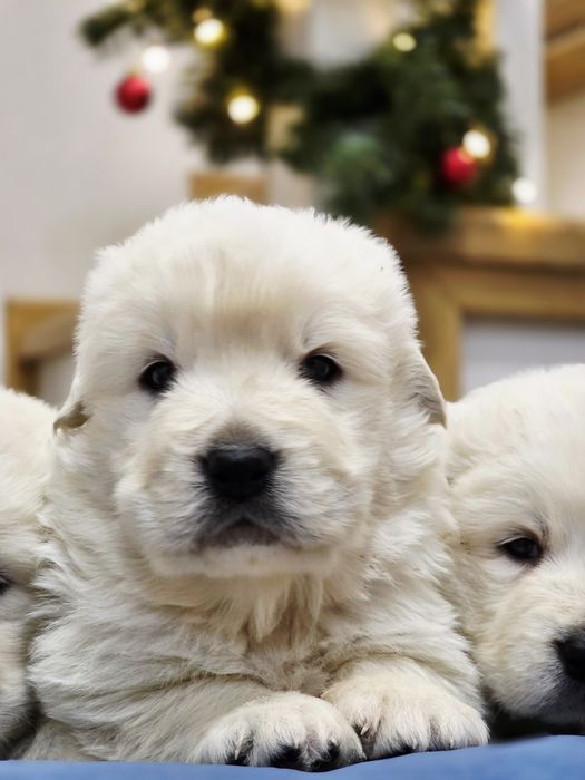 Suczka !!! Owczarek Podhalański !!!