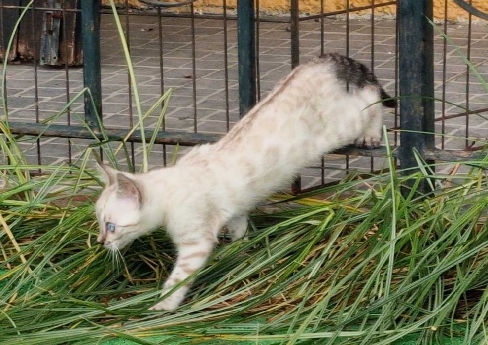 Snow gathino de bengala (fêmea)