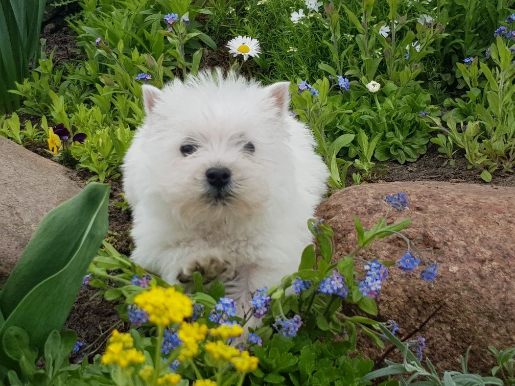 West highland white terrier,west,westy