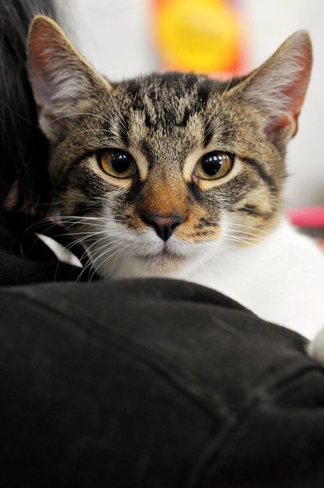 Кошеня хлопчик шукає дім!