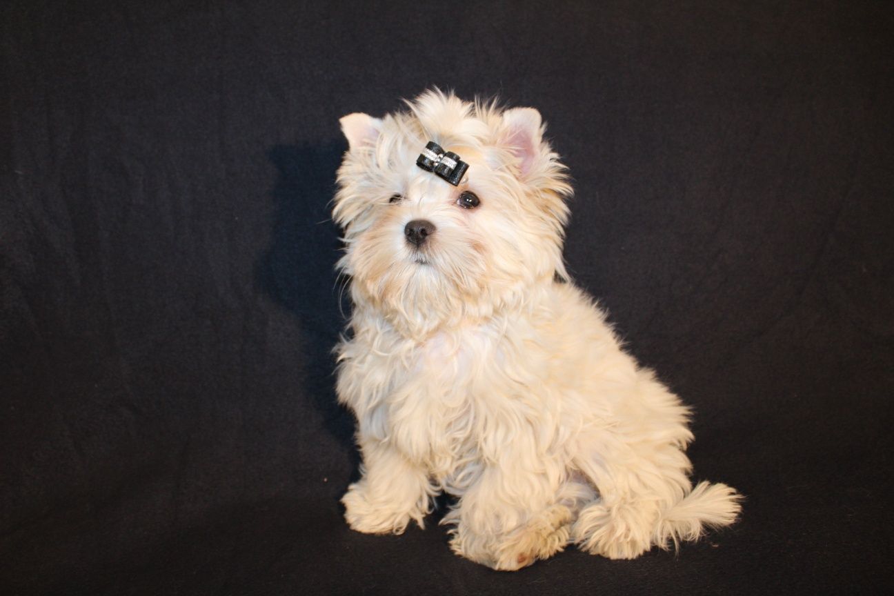 Piesek Yorkshire Terrier White Gold