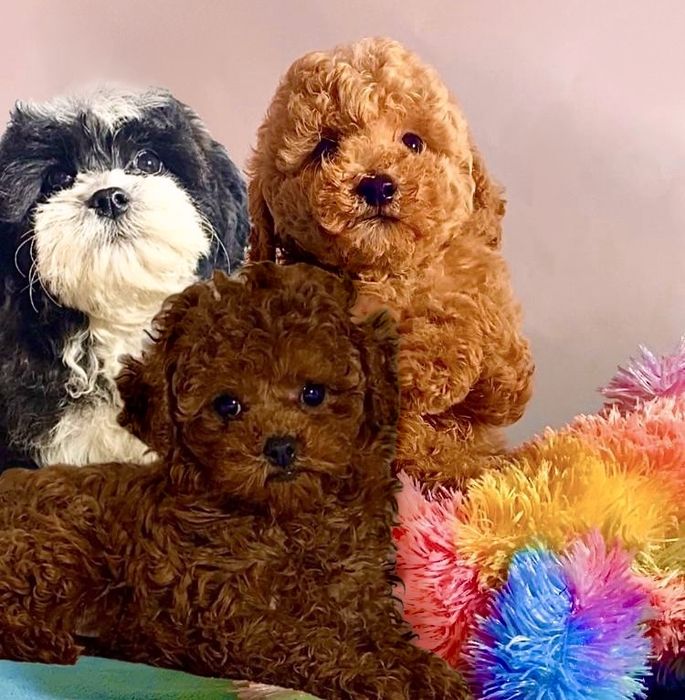 Лялькові малята міні мальтипу