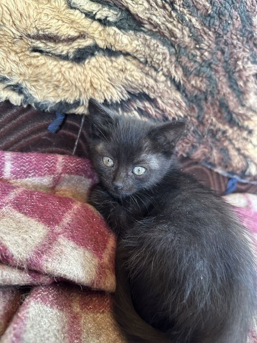 котики висловухі