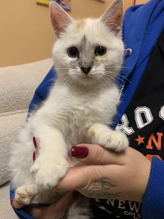 Віддам кіточку в добрі руки