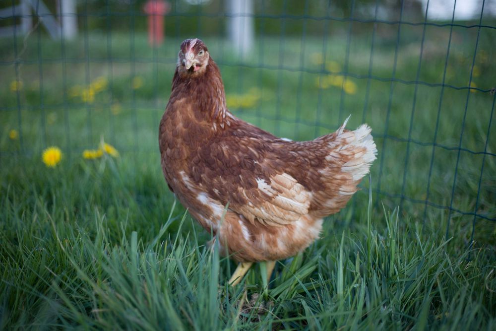 Kury kokoszki nioski Tetra brązowa dowóz do domu