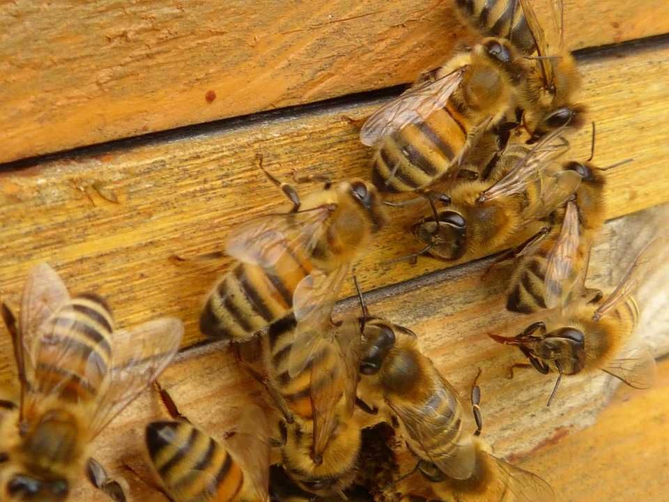 ПЧЕЛЫ, пчелосемьи, пчелопакеты, пчёлы, бджоли, Карпатка, Карника