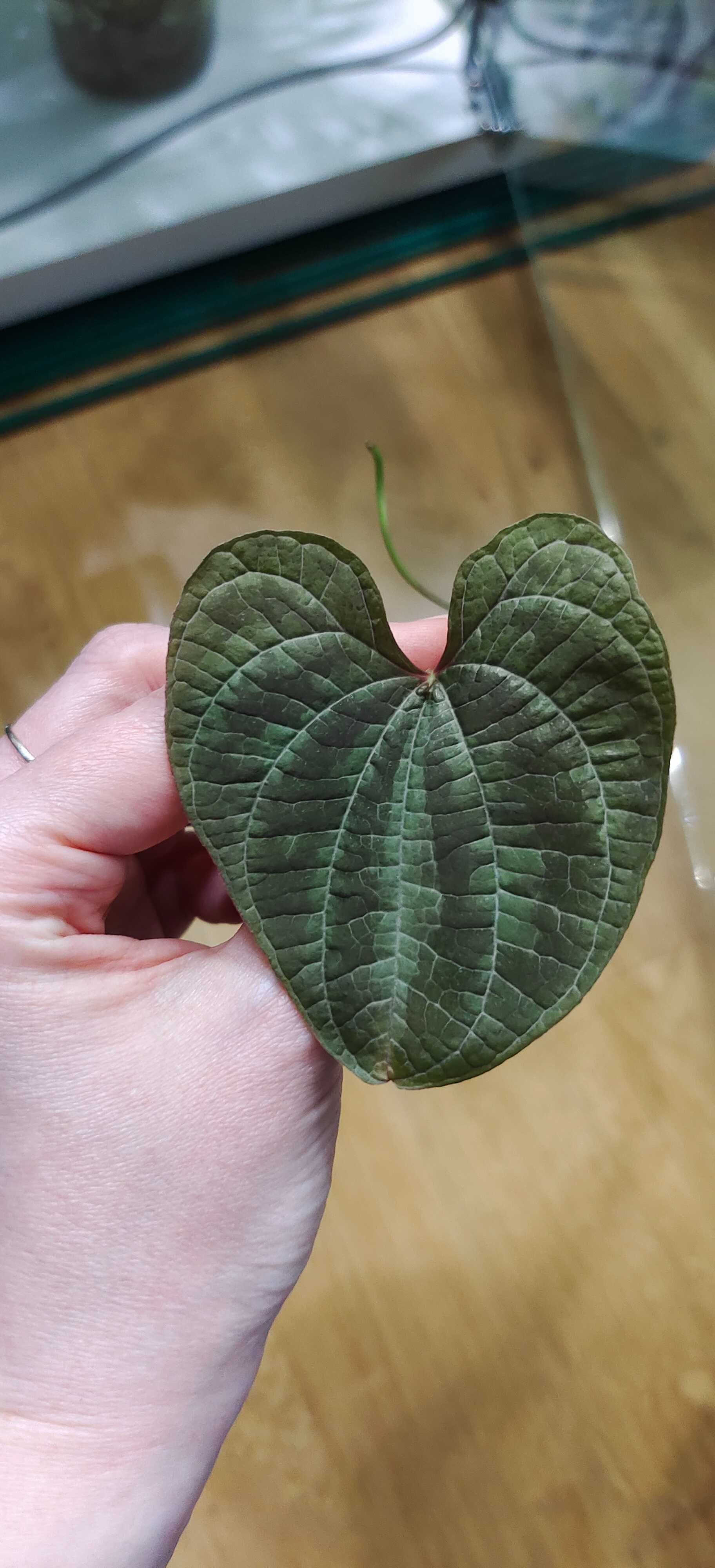 Dioscorea discolor