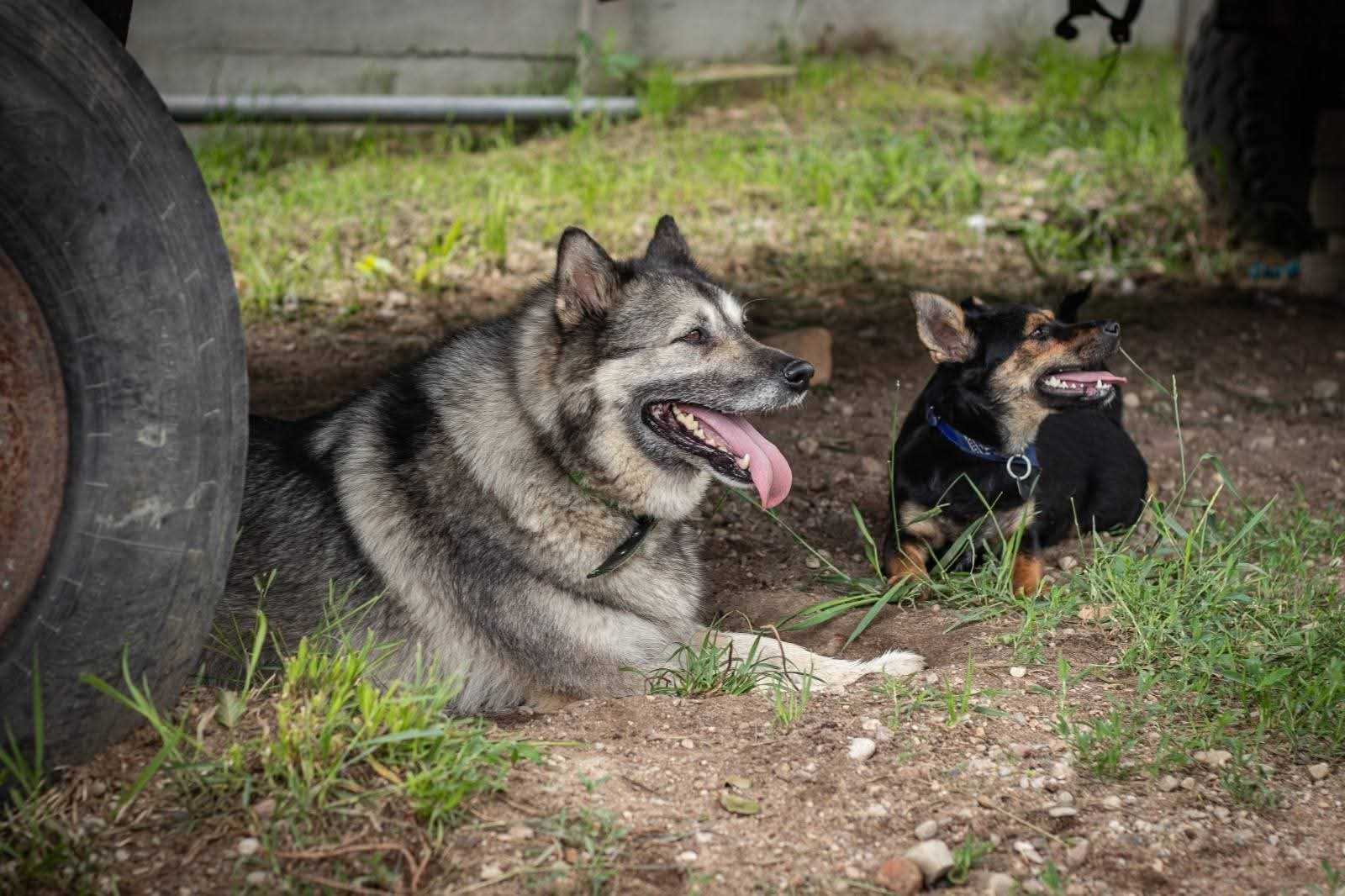 szczeniak do adopcji