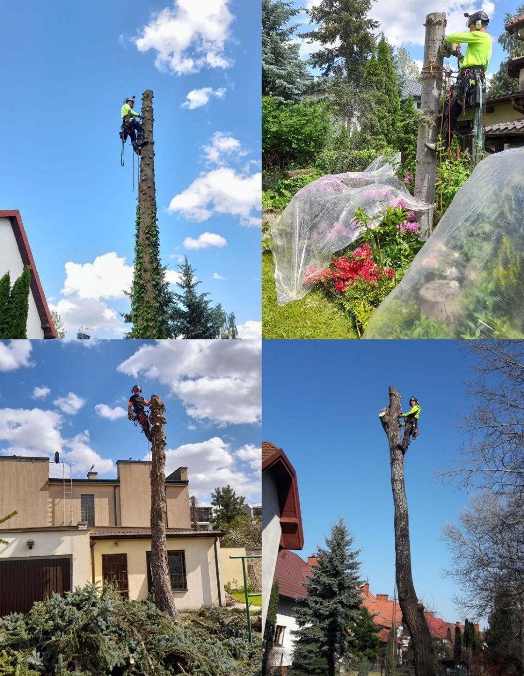 Podnośnik koszowy - wycinka drzew - frezowanie pni - rębak