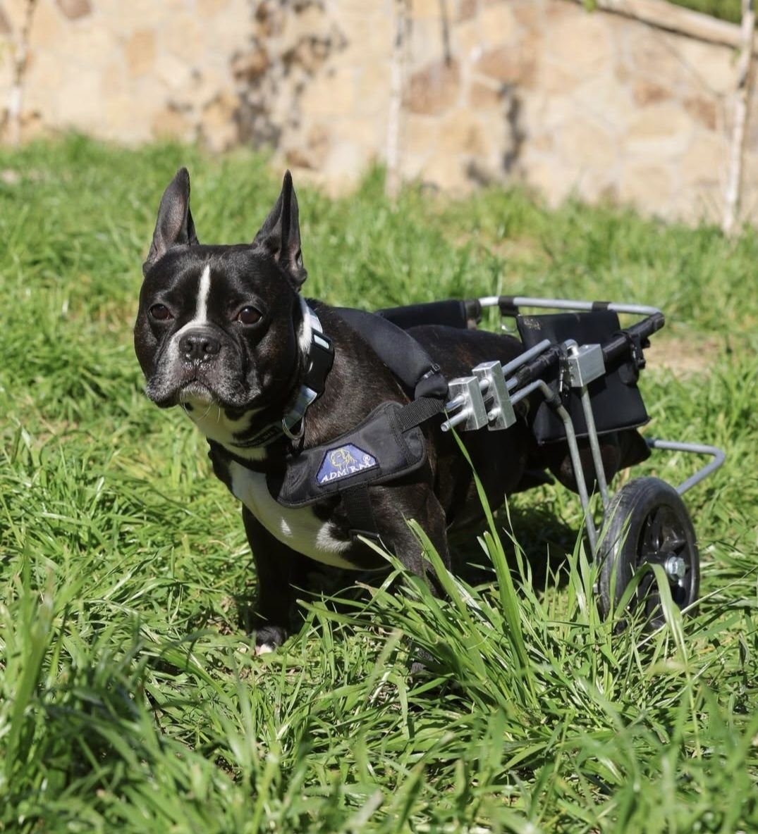 Buldog francuski do adopcji