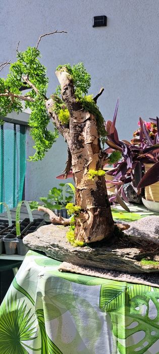 Bonsai który wyglądem broni się sam .