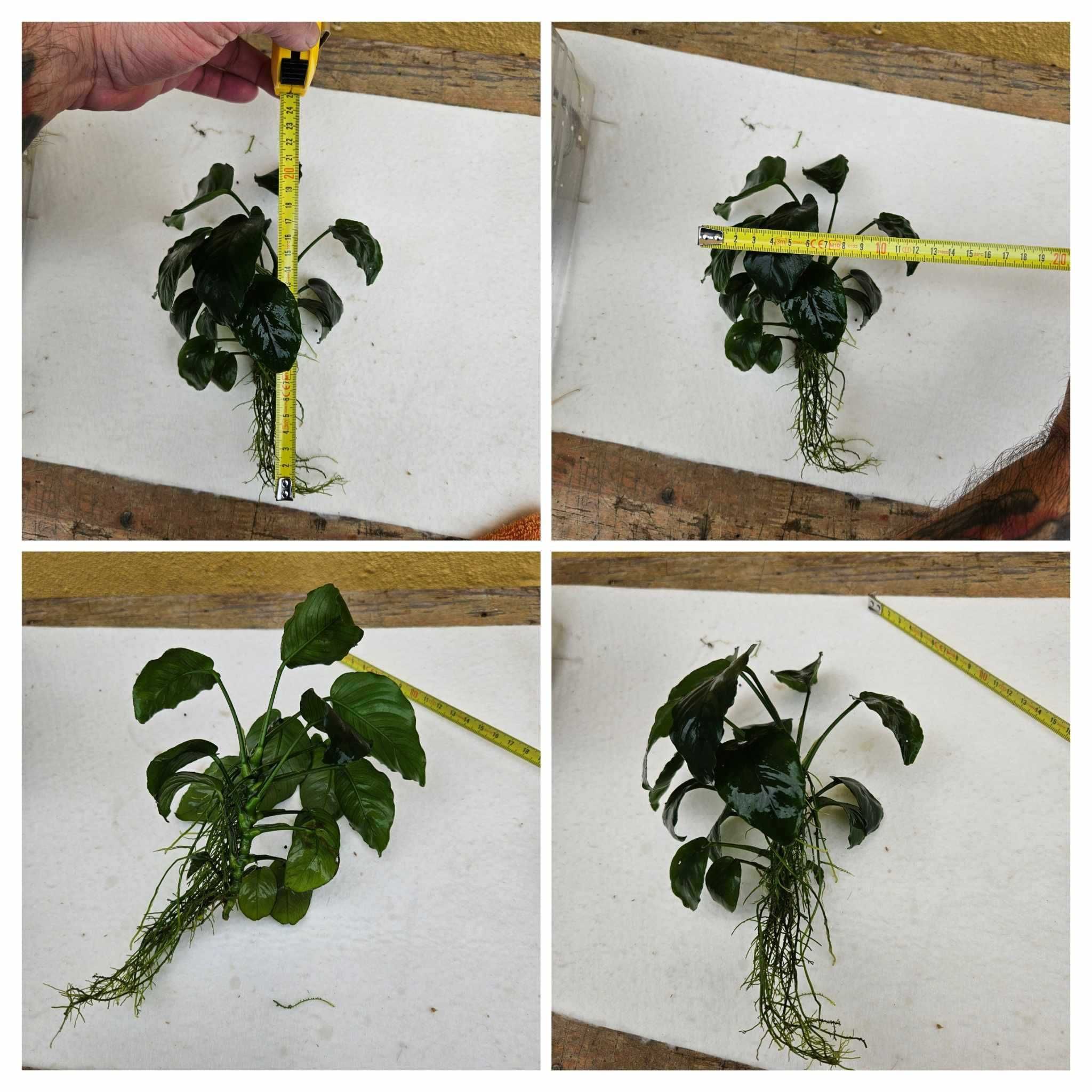 Anubias Muito  Grandes