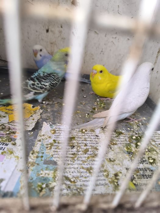 Piriquitos várias cores