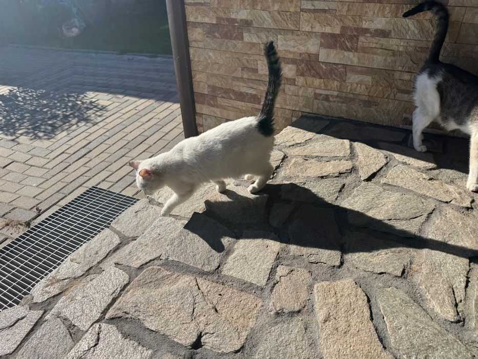 Oddam kotkę w dobre ręce