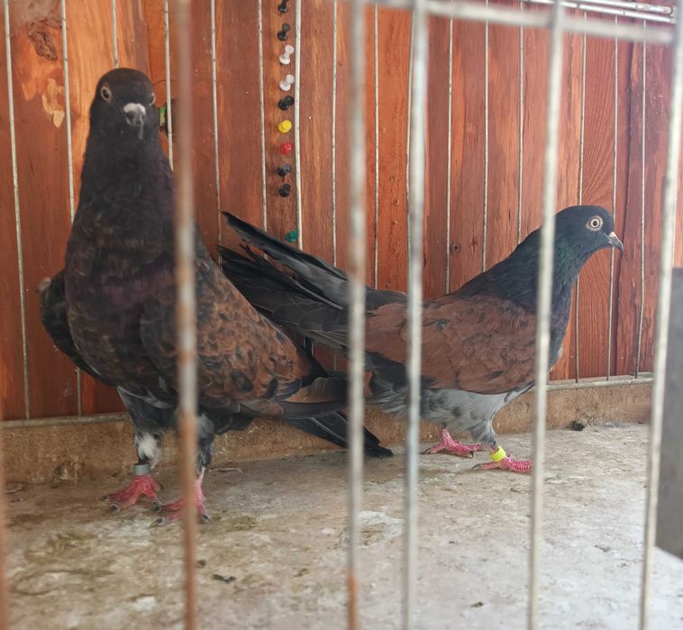 Gołebie mikołajewskie , kirowogradzkie