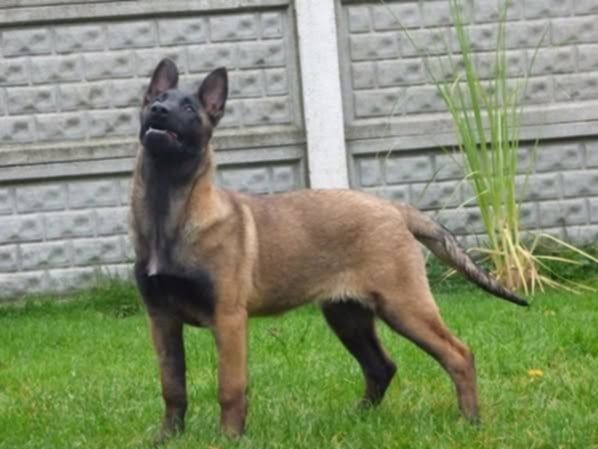Owczarek belgijski malinois suczka