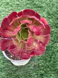 Suculentas crassulas,aeonium