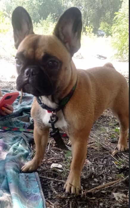 Французский бульдог вязка