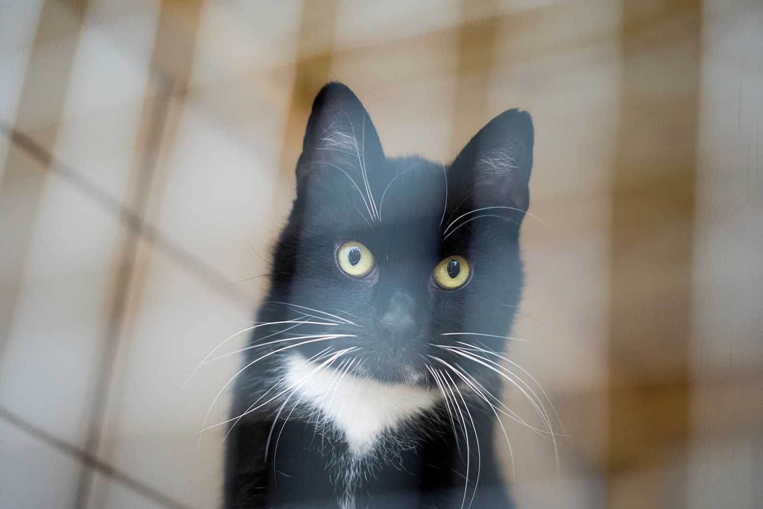 Lala - kotka do adopcji