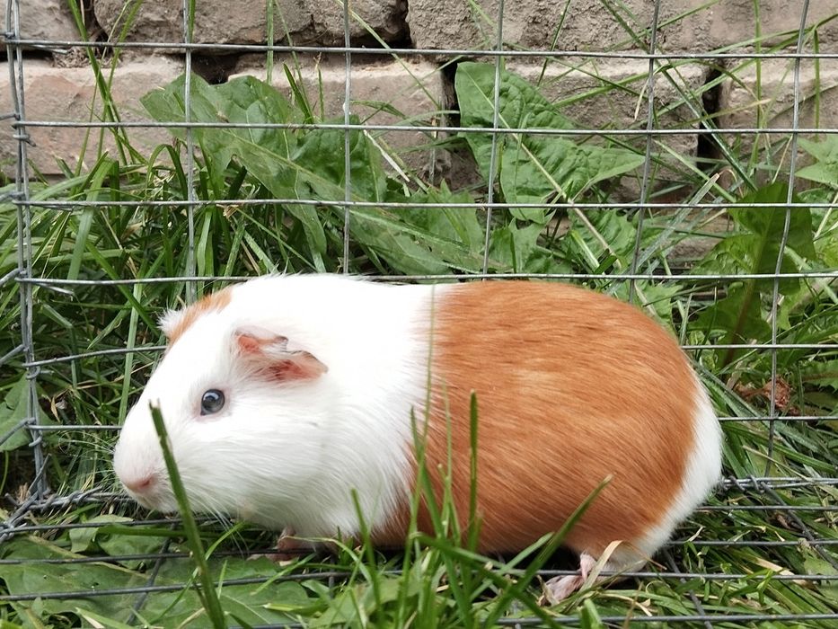 Віддам морську свинку