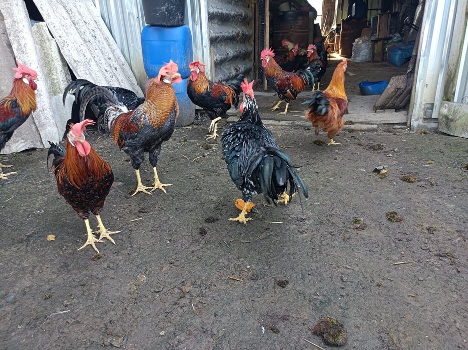 Koguty Rasy Włoszka