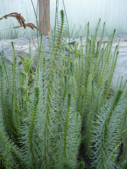 Rośliny wodne, rośliny przybrzeżne , Kamieńsk lesiakowski.pl