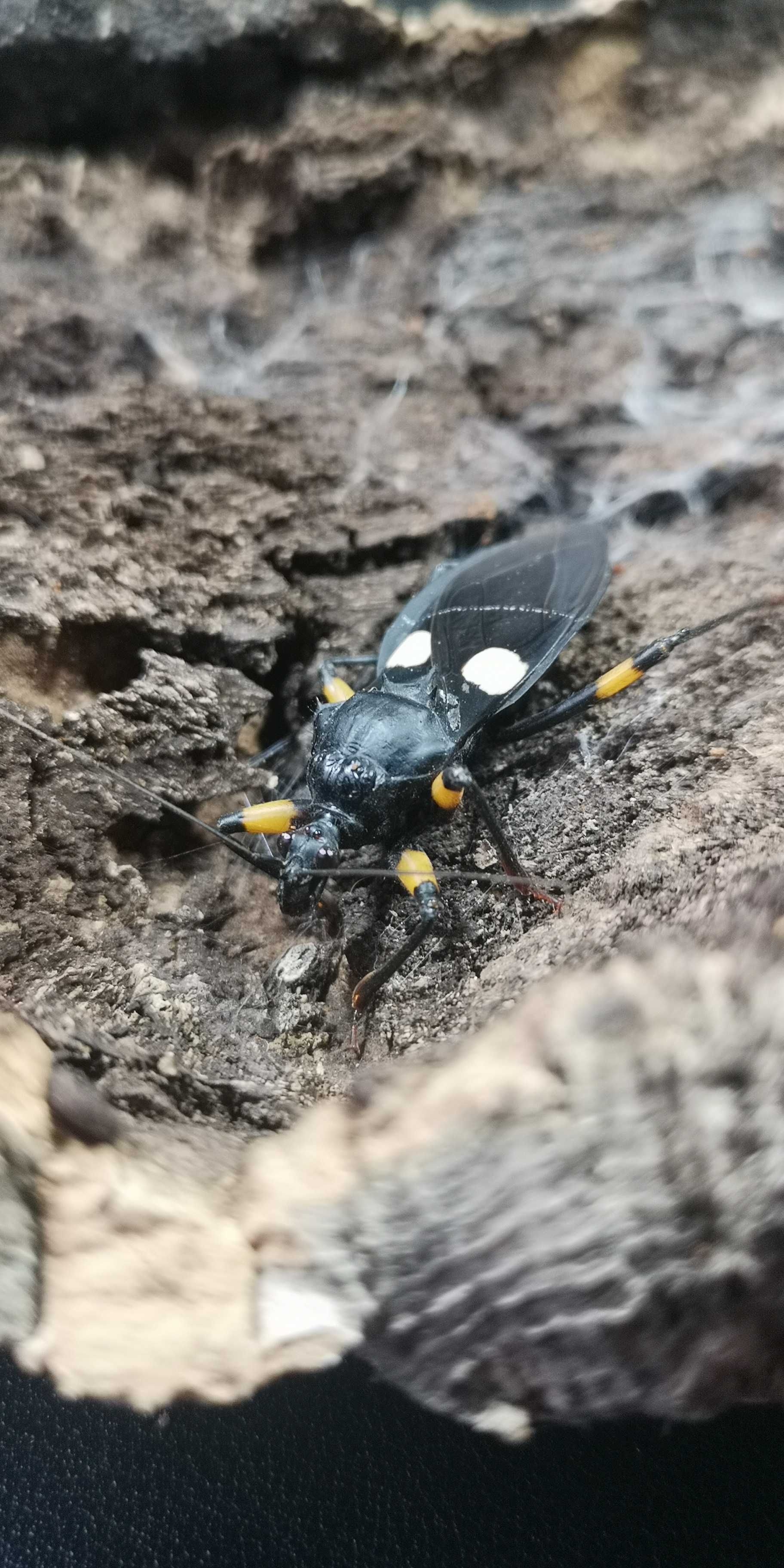 Platymeris biguttatus pluskwiak dwuplamy (dorosłe sztuki/Adult)