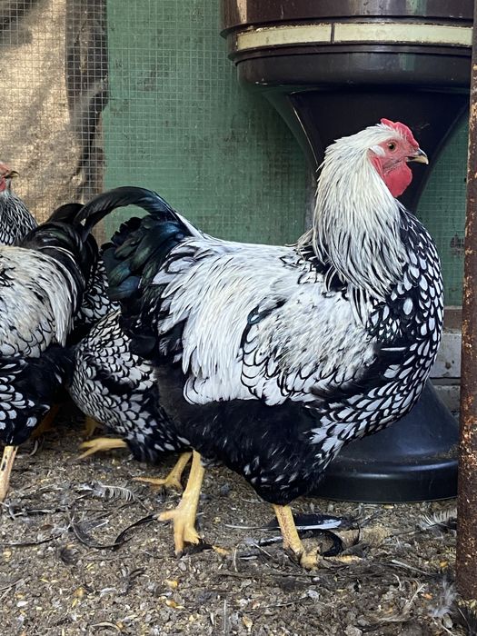 Виандот петушки молодые