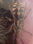 Hapalopus formosus
