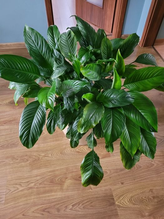 Skrzydłokwiat roślina doniczkowa