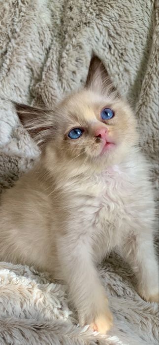 Ragdoll Kocurek Seal Bicolour znak szczegolny