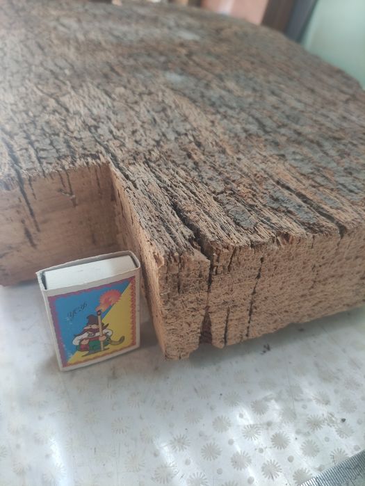 Пробковое дерево