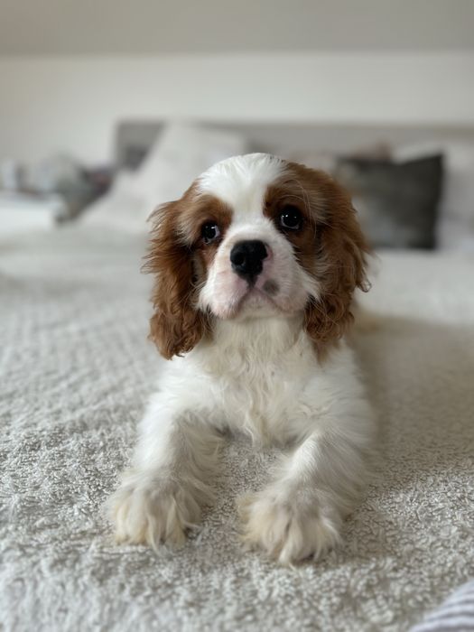 Cavalier King Charles Spaniel - ostatni piesek