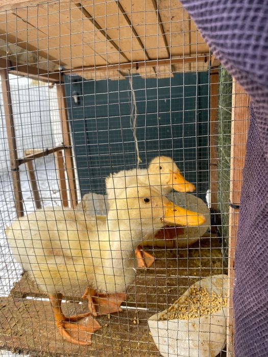 Patos bebés dois messs