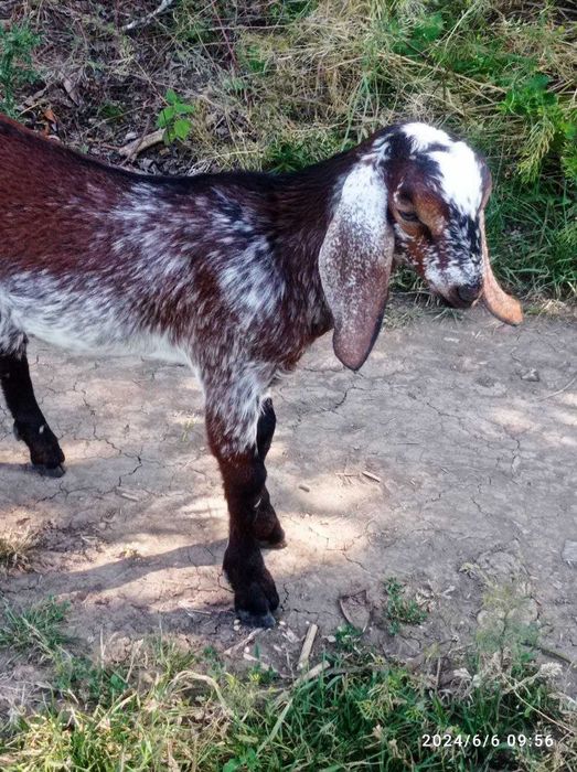 Продам Англонубійські цапки